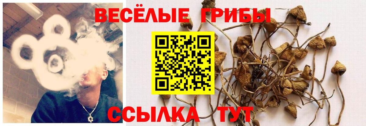 Псилоцибиновые грибы Psilocybine cubensis Протвино